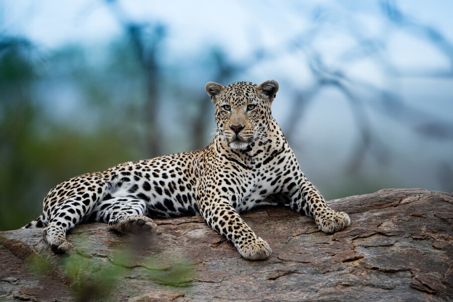 Jawai Leopard Safari, Ex Jawai