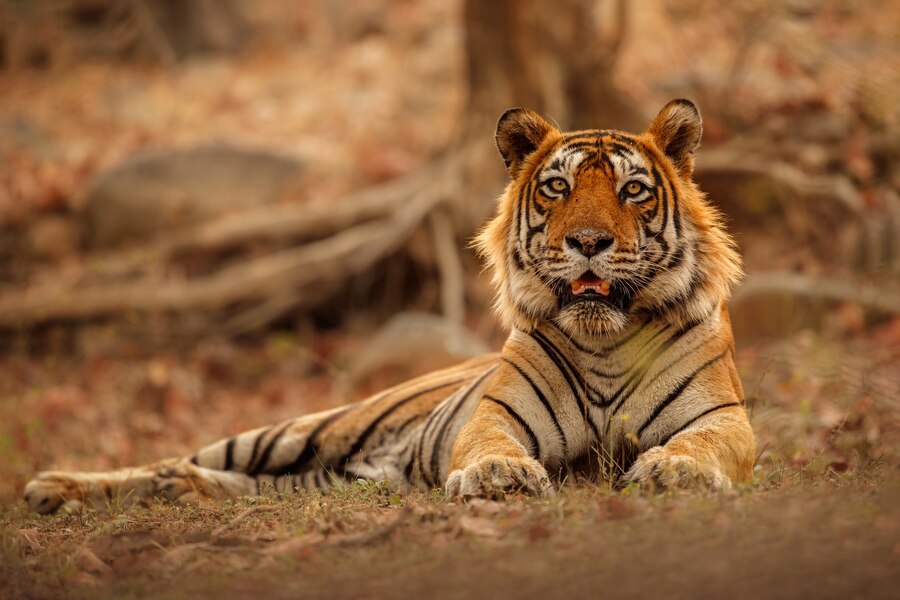 Ranthambore Safari Adventure, Ex Sawai Madhopur