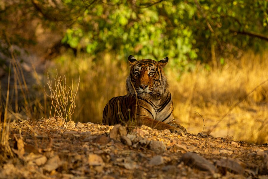 Sariska Safari Adventure, Ex Delhi